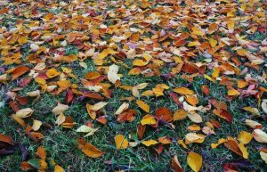 Cuidados del jardín en otoño