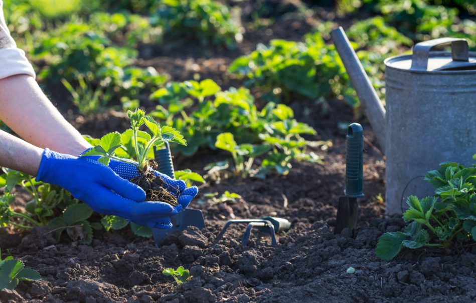 ¿Qué es la jardinería sostenible y cómo puede ayudarme en mi jardín?